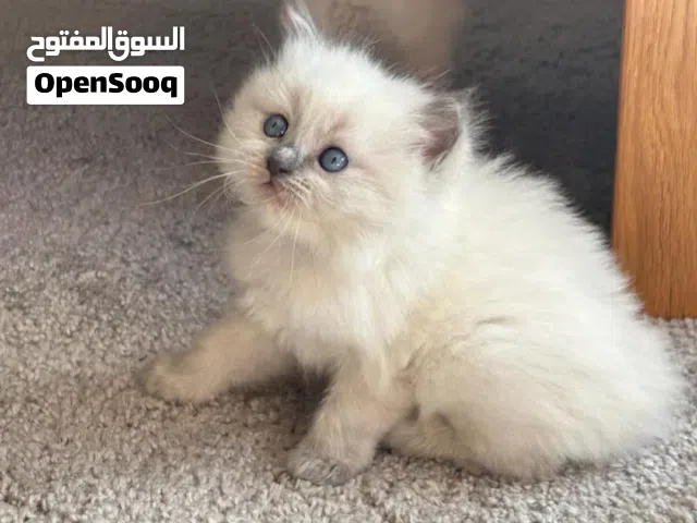 همالايا وراغدول تربية منزل بيور متعلمين على اللتر بوكس والاكل داري فود عمر شهرين بصحة ممتازة