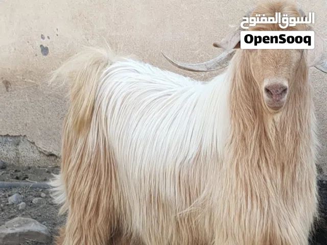 تيس سلاله أغنام عمانيه