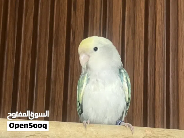 ببغاء مفقود
