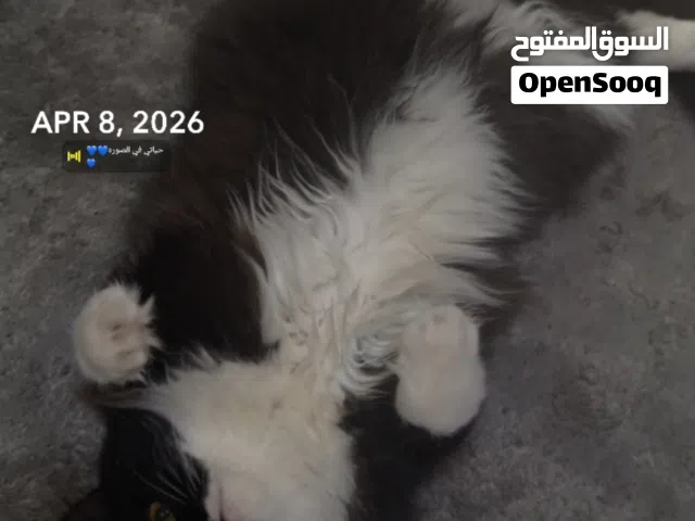 قطه ذكر تبني شيرازي لونج هير