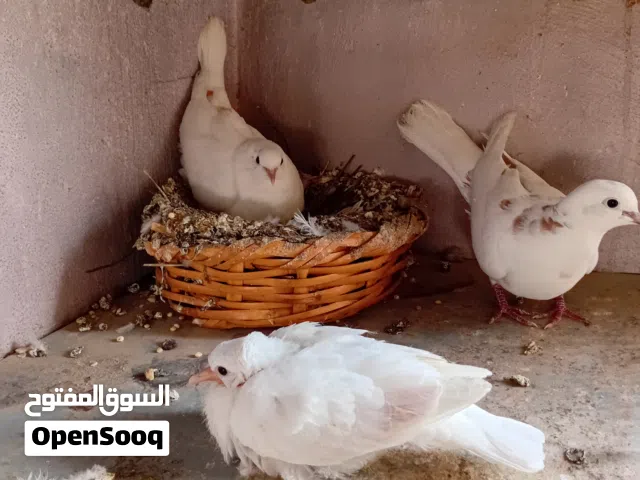 جوز حمام يا كريم تحتهم فرخ وبيض