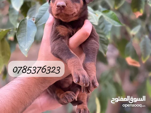 جراء دوبرمان