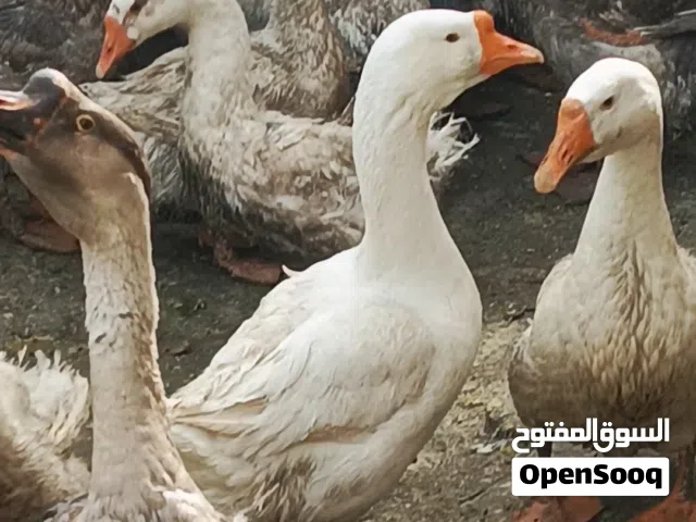 وز افريقي للبيع