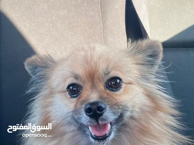 كلب بوميرينيان أصلي للبيع