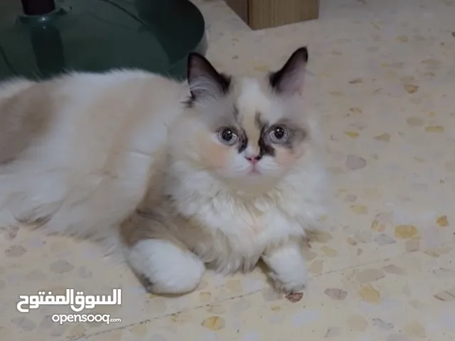 قطه راغدول للبيع عمر 9 شهور