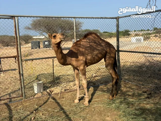 بكره لبيع باطنيه