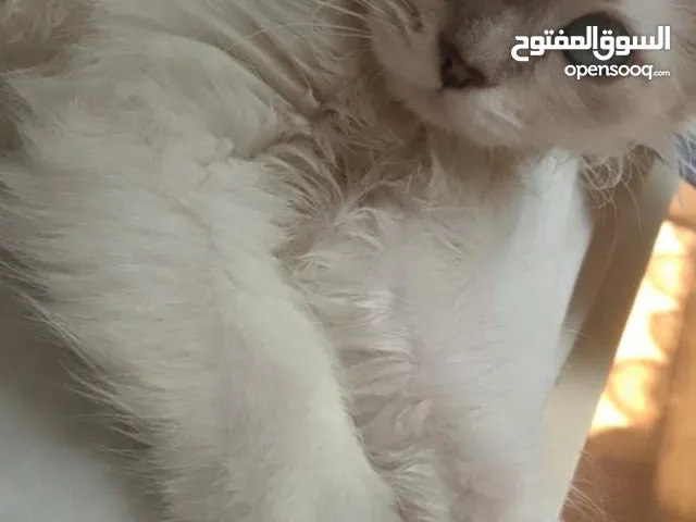 قطة نوع هملايا بلو للبيع