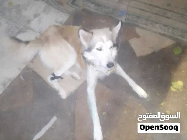 كلب هاسكي للبيع
