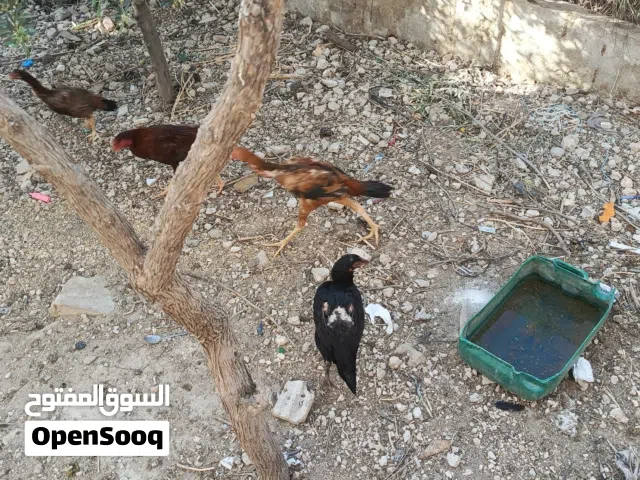دجاج باكستاني للبيع