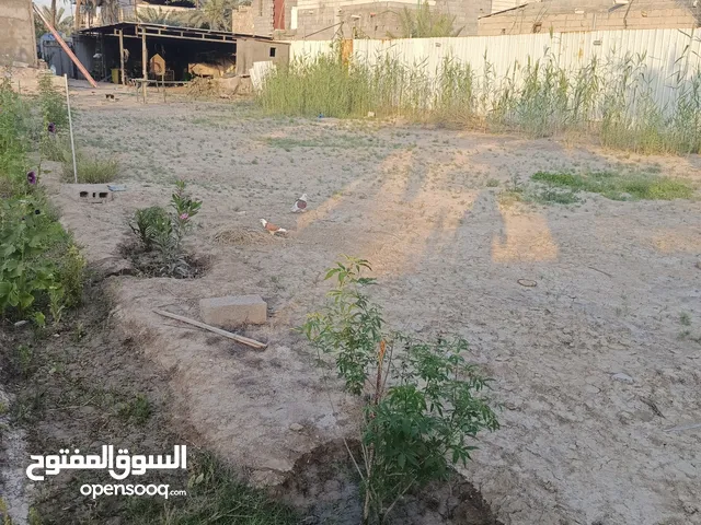 Farm Land for Sale in Basra Amitahiyah