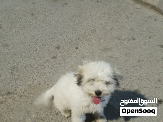 كلب للبيع او للبدل على حمام أو على دجاج