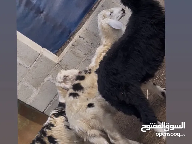 ثلاثه كبشان نجدي 6 شهور وزود العمر