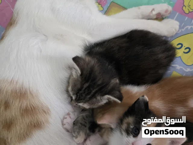 قطة مع صغارها واغراضها كاملة مع بعض الاكل