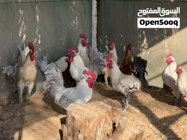 دياكة فيومي للبيع