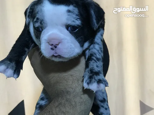Best french bulldog puppies in egypt