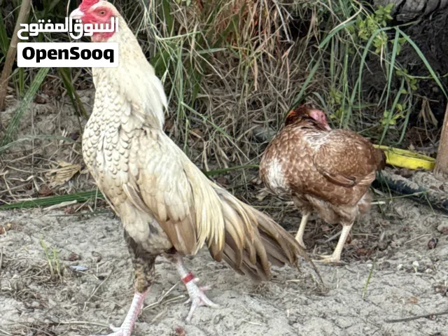 للبيع دجاج باكستاني