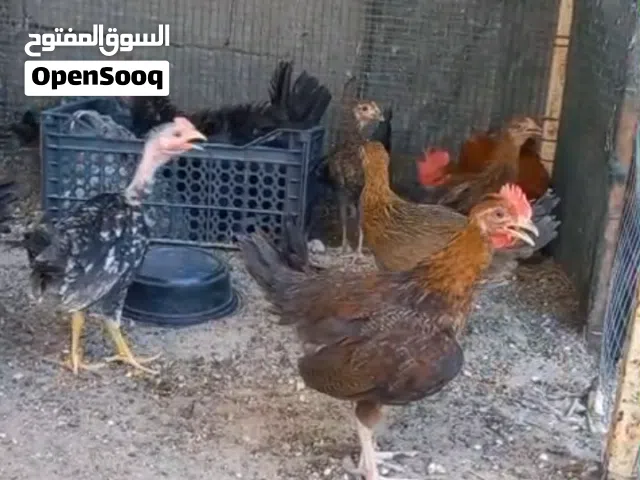 دجاج مخاليف الزوج