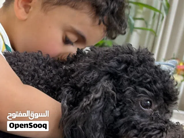 كلبه ميني بودل