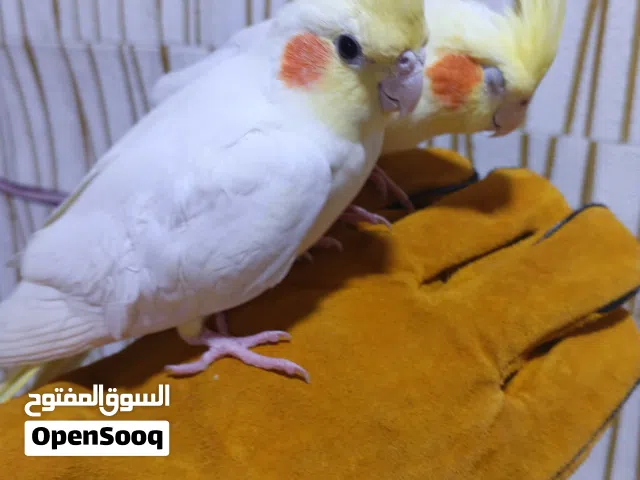 ببغاء كوكتيل ذكر وانثي اللون اصفر وابيض