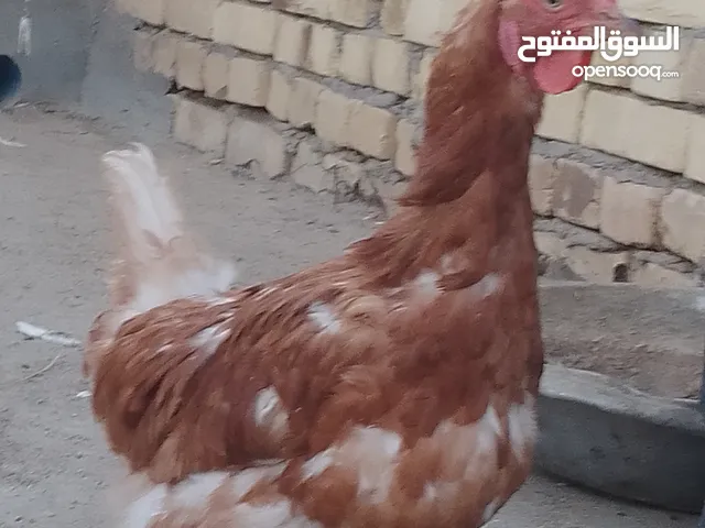 دجاج مصلحة بياض