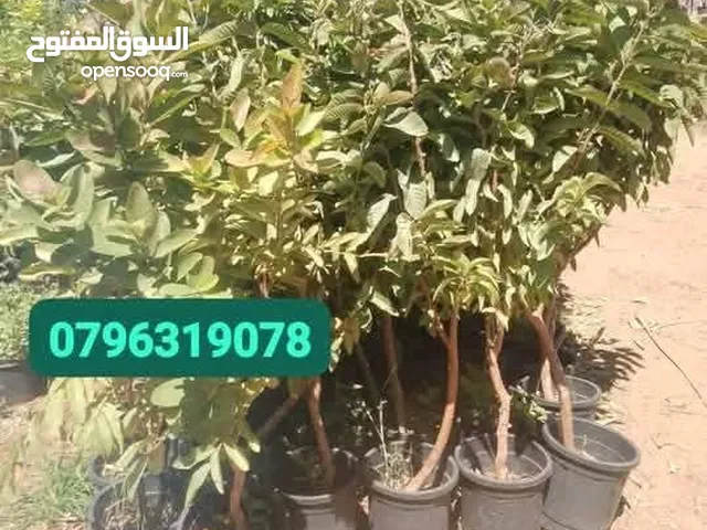عروض علا جميع أنواع الأشجار اشتري كل 10شجرات واحصل على شجرتين مجاني والتوصيل مجانا
