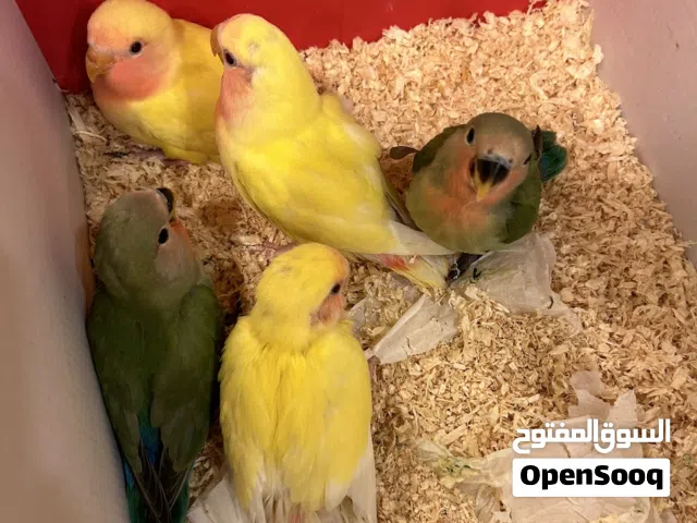 طيور لوفبيرد