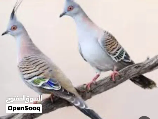 مطلوب مطلوب ركزز
