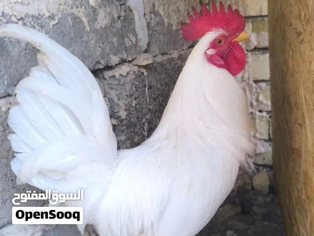 ديج كويتي افرك نقي مع دجاجة عرب