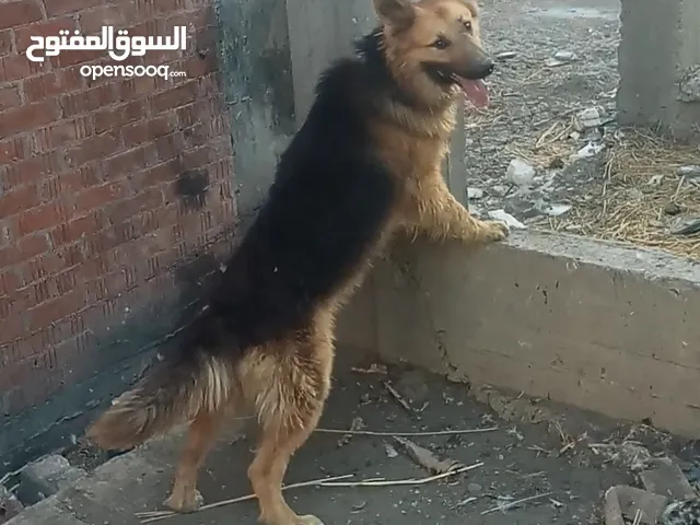 دكر جدع للبيع