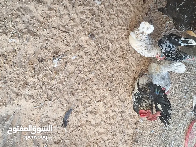 دجاج كيني للبيع