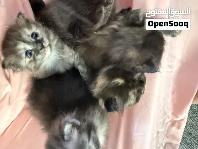 قطط كتن شيرازي