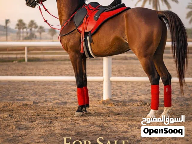 5 Years Old Arabian Stallion Horse for Sale – Healthy & Active with Passport