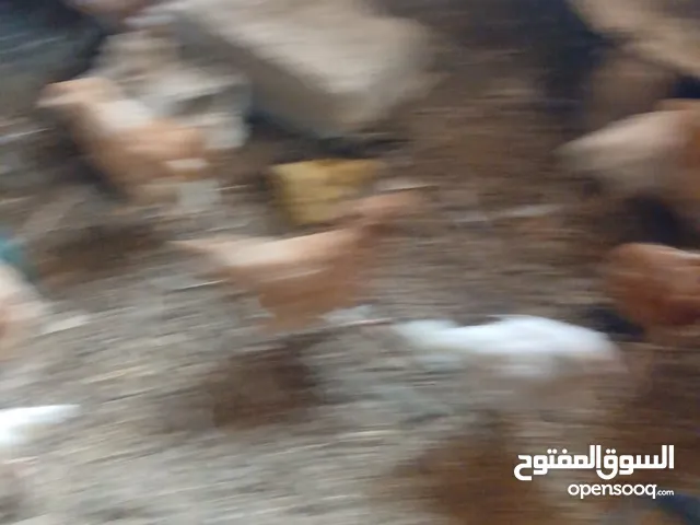 فراخ لوهمن عدد 18 العمر ثلث شهور صحه ونضافه تمام