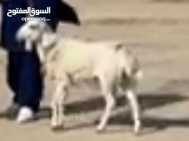 خروف ربوه للاطفال