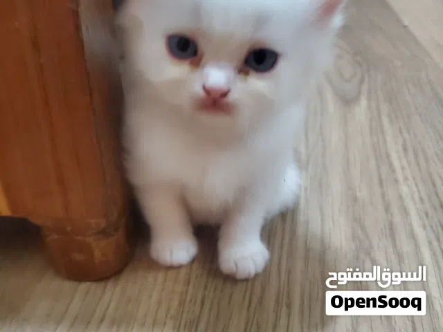 بيع قطين شيرازي هملايا ذكر وانثي عمر شهرين الواحد من الاخر 15000