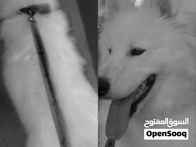 جلب هاسكي جيرمن مكس