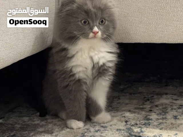 Healthy Gray and White Scottish Mix Baby Boy  Ready for New Home