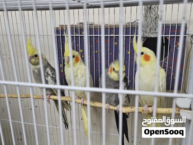 طيور كوكتيلات