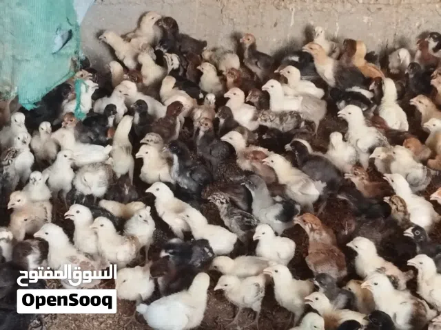 صيصان محلي وفرنسي للبيع