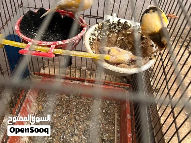 جوز كنار مع فرخه