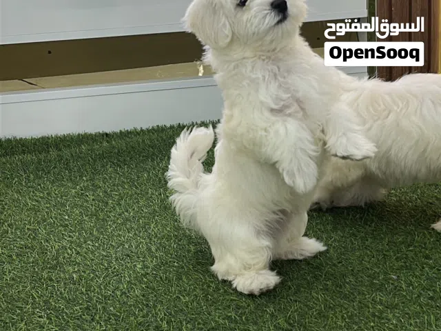 Maltipoo Puppy Available for a Loving Home (cash on delivery available across UAE)