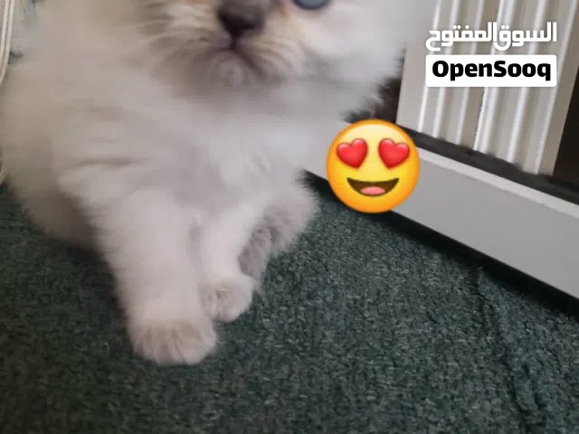 قطط لي بيع الموقع تعز يوجود خدمات توصل