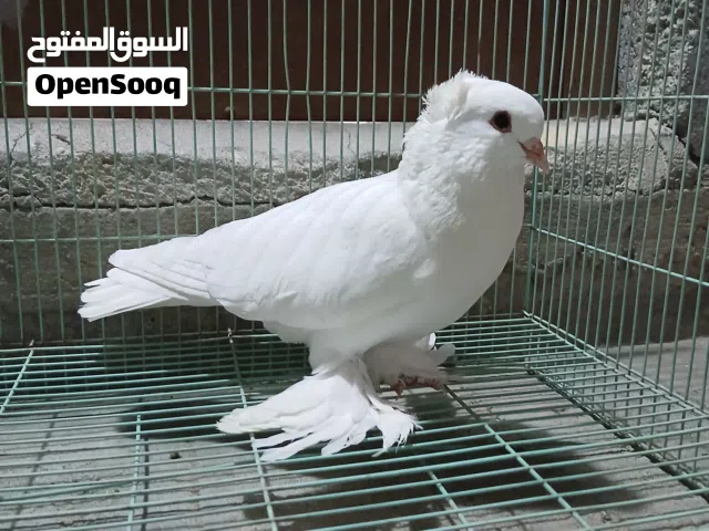 متاح تك فحل راعبي جاهز للتزاوج