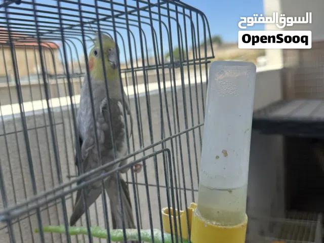 فحل كتوتيل اليف بدون فقص