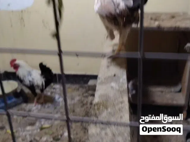 دجاج دندراوي ع وحه بيض