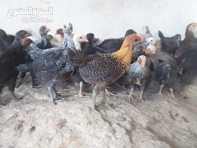 فراخ جاج بلدي