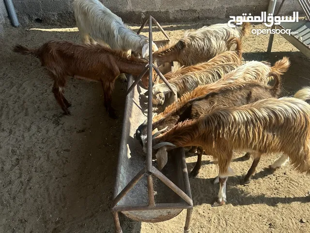 اغنام عمانيه للبيع