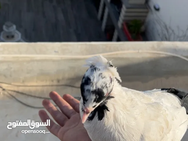 حمام للبيع السبب ال اعتزال سعر حرق