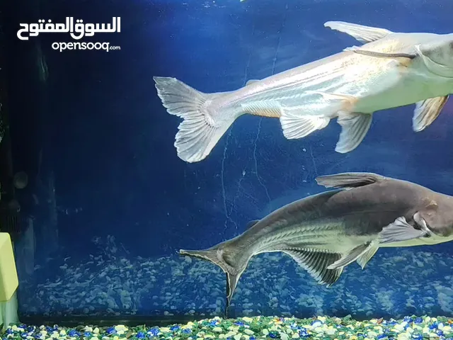 cat fish for sale