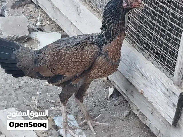 دجاج باكستاني سندي طويل للبيع